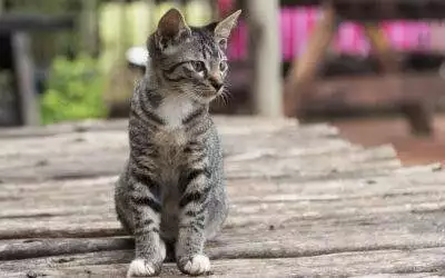 Comment dresser un chat ? Voici les erreurs à éviter